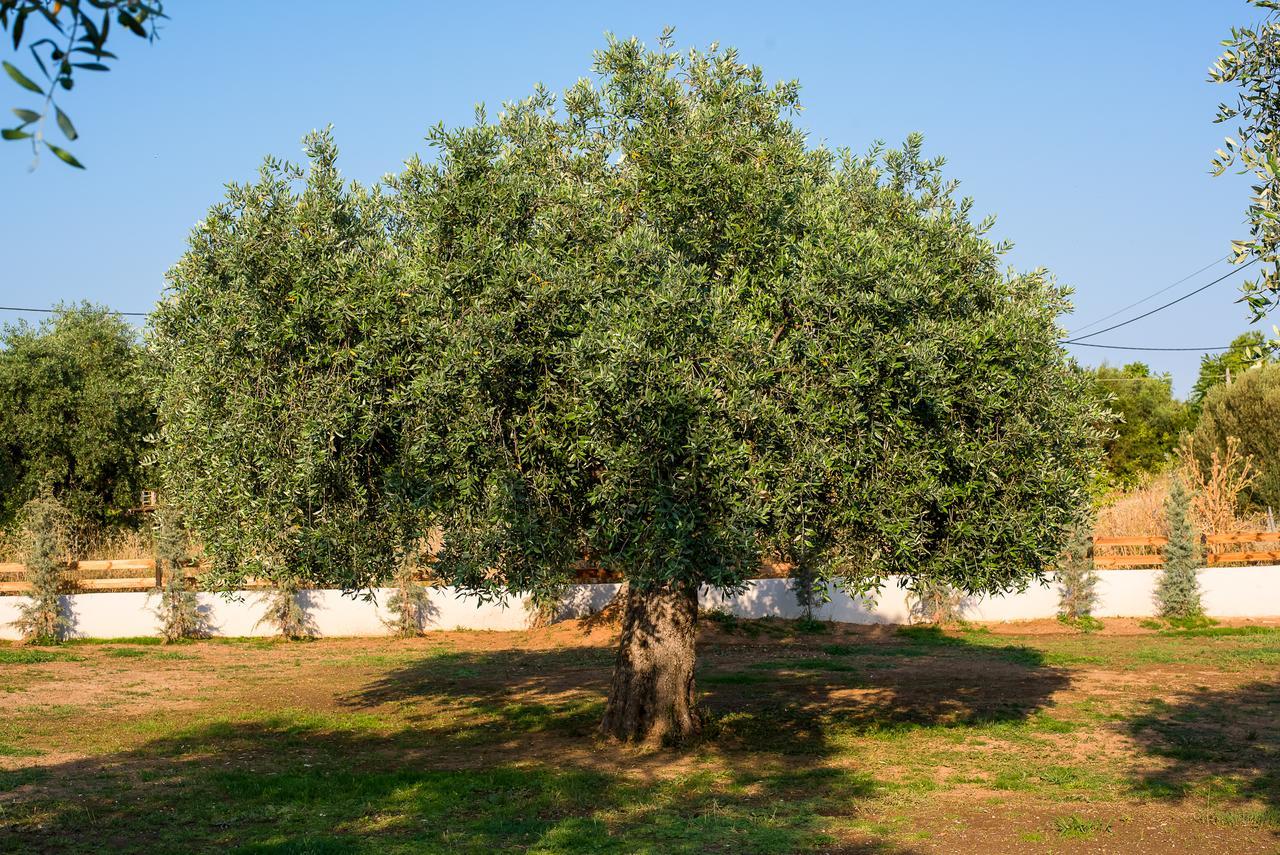Olive Land Villas Limenaria  Luaran gambar